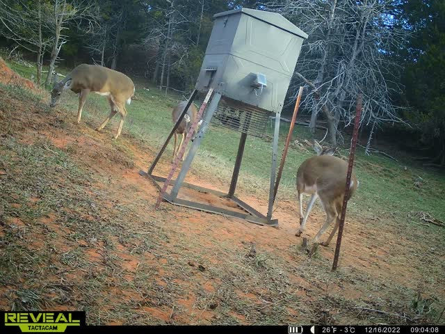 160 acre Hunting Lease with Ravines - Stanton