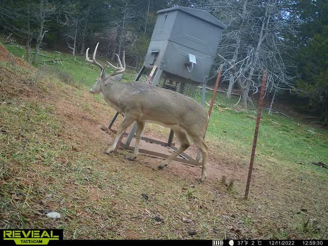 160 acre Hunting Lease with Ravines - Stanton