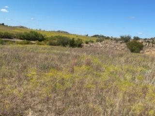 1000 Beautiful Acres in Kiowa County - Haley Ranch
