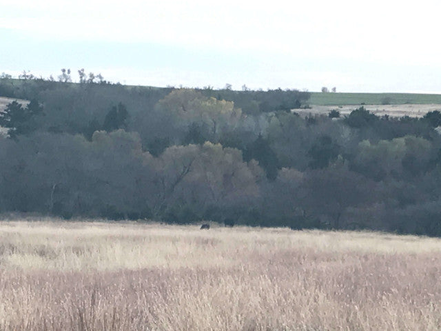 160 acre Lease With Great Cover Near Campsite- Homestead