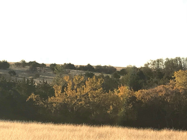 160 acre Lease With Great Cover Near Campsite- Homestead