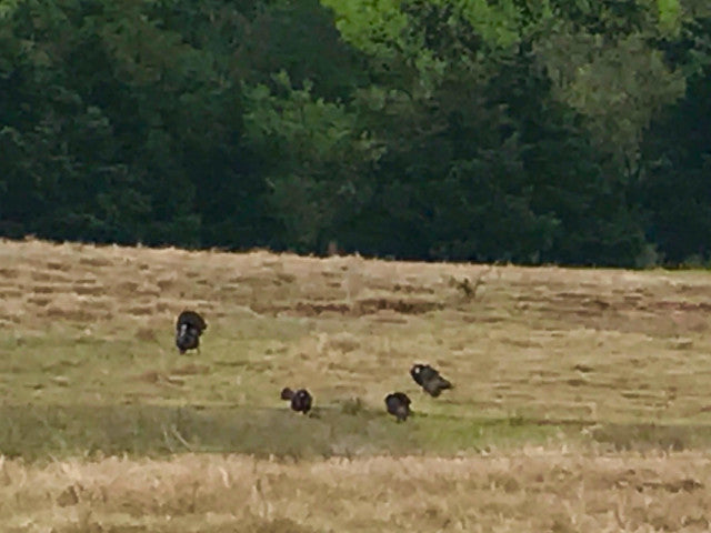 160 acre Lease With Great Cover Near Campsite- Homestead