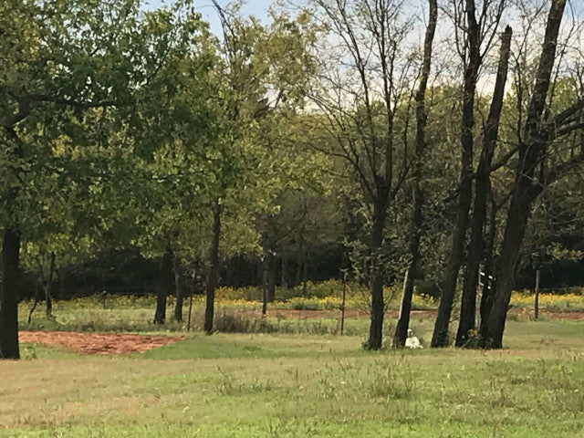 160 acre Lease With Great Cover Near Campsite- Homestead