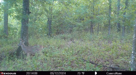 trail camera phot of a whitetail deer on private hunting lease