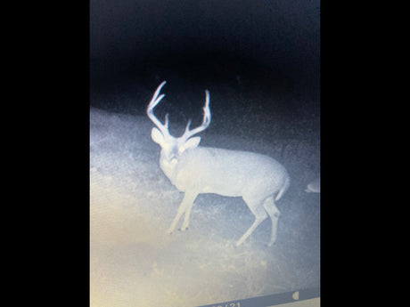 A white-tailed buck captured by a trail camera.
