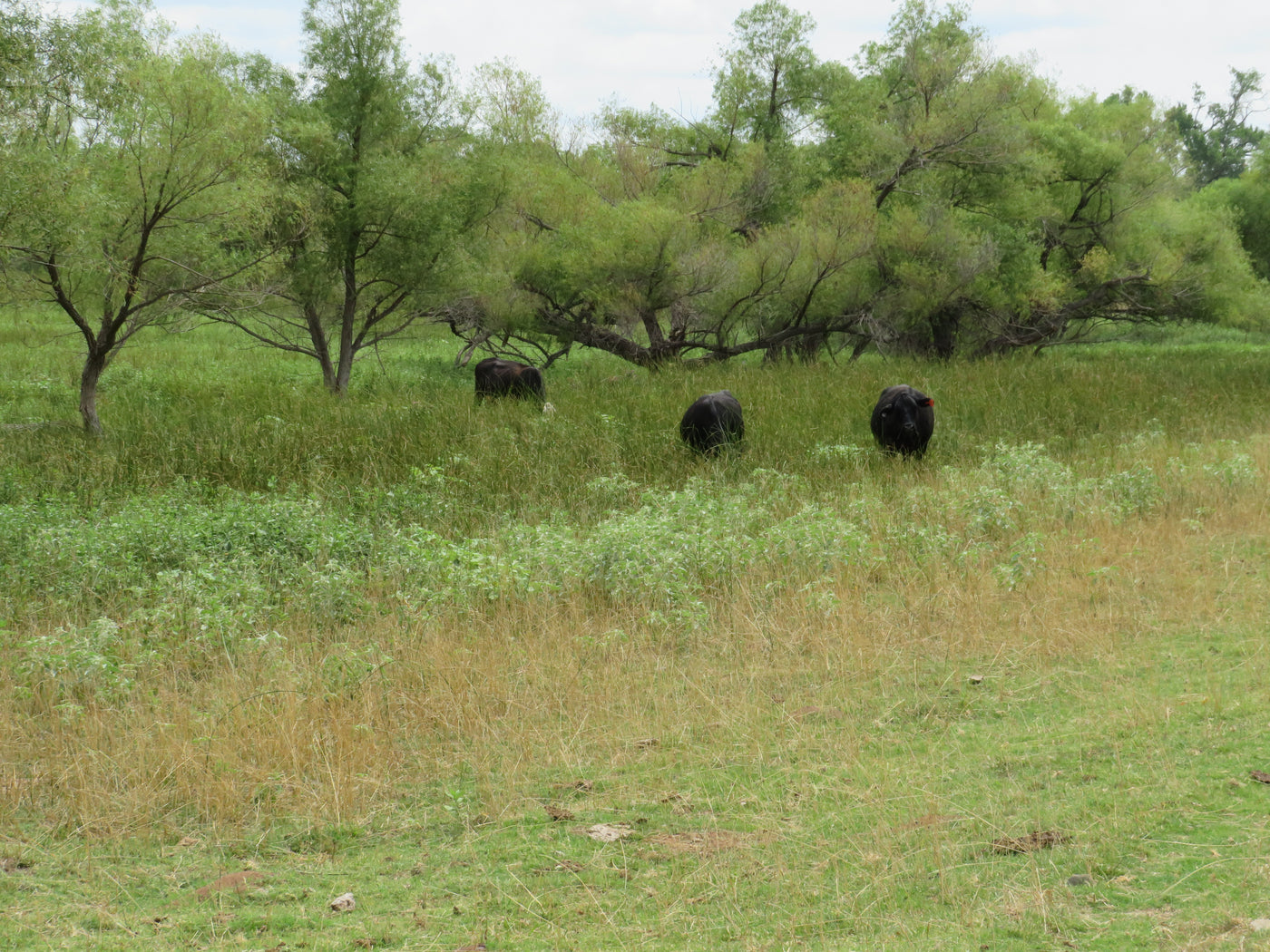 Three black cows grazing in a grassy field with trees in the background