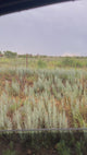 1000 Beautiful Acres in Kiowa County - Haley Ranch